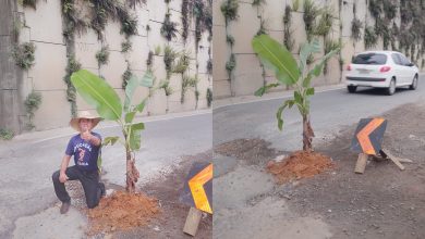 “Isso é uma vergonha”: morador planta pé de banana em cratera de rodovia e protesta para cobrar soluções em Indaial