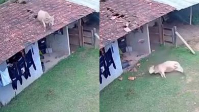 Vaca cai do telhado de casa, destrói parte da cobertura e vira assunto nas redes em SC
