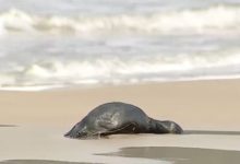 Pinguins são encontrados mortos em praias de SC durante migração; outros seguem vivos em diferentes pontos
