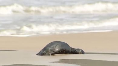Pinguins são encontrados mortos em praias de SC durante migração; outros seguem vivos em diferentes pontos