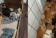 Após decisão judicial, equipes iniciam resgate de 400 gatos em apartamento de SC