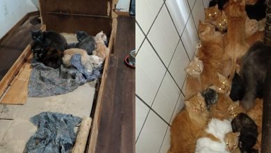 Após decisão judicial, equipes iniciam resgate de 400 gatos em apartamento de SC