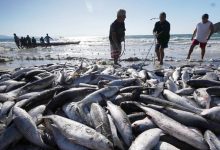 Governo libera nova cota de tainha e amplia pesca por arrasto em 28 cidades catarinenses