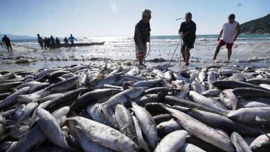 Governo libera nova cota de tainha e amplia pesca por arrasto em 28 cidades catarinenses