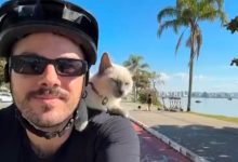 Gato passeia de bicicleta nos ombros do tutor em SC e reações do felino viralizam nas redes