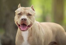 Justiça de SC libera criação e comércio de pit bulls e anula exigência de castração obrigatória