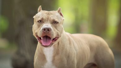 Justiça de SC libera criação e comércio de pit bulls e anula exigência de castração obrigatória