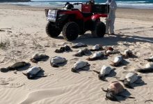 Número de pinguins mortos em praias de SC dispara e atinge maior marca em 11 anos