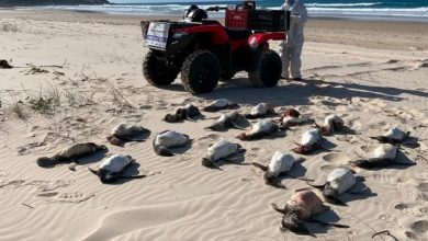 Número de pinguins mortos em praias de SC dispara e atinge maior marca em 11 anos