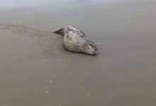 Foca-leopardo originária da Antártica é avistada em praia de Santa Catarina