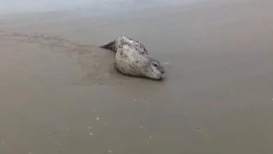 Foca-leopardo originária da Antártica é avistada em praia de Santa Catarina