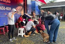 Indaial abre 300 vagas para castração gratuita de cães e gatos com microchipagem