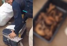 Ossada humana e cinzas são encontradas pela PRF durante inspeção em ônibus interestadual