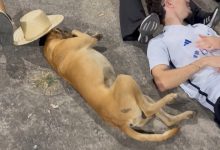 Cachorro caramelo surpreende ao “participar” de quadrilha durante ensaio de festa junina