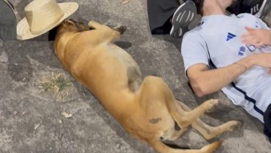 Cachorro caramelo surpreende ao “participar” de quadrilha durante ensaio de festa junina