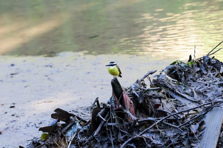 Pneus, tapetes e até bacias: Blumenau promove mutirão de limpeza e retira 3,6 toneladas de lixo dos ribeirões da cidade