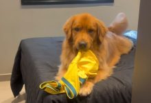 Golden retriever escolhe camisa autografada por Ronaldinho Gaúcho como brinquedo e diverte a internet