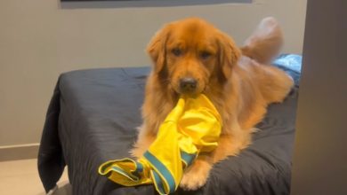 Golden retriever escolhe camisa autografada por Ronaldinho Gaúcho como brinquedo e diverte a internet