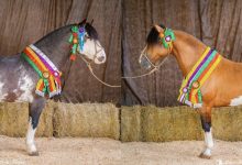 Cavalos multicampeões marcam presença na Exposição de Animais da Festa do Colono de Timbó