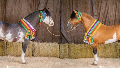 Cavalos multicampeões marcam presença na Exposição de Animais da Festa do Colono de Timbó