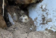 Cachorro é encontrado vivo em SC após mais de 20 horas soterrado