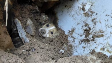 Cachorro é encontrado vivo em SC após mais de 20 horas soterrado