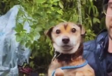 Resgatado da chuva e do frio: cão idoso abandonado em Blumenau ganha nova chance de recomeçar