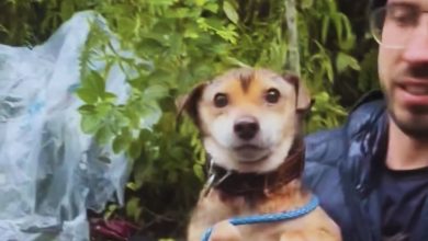 Resgatado da chuva e do frio: cão idoso abandonado em Blumenau ganha nova chance de recomeçar