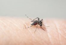 Mudanças provocadas pelo El Niño acendem alerta para possível alta de dengue e chikungunya no Brasil
