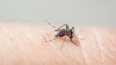 Mudanças provocadas pelo El Niño acendem alerta para possível alta de dengue e chikungunya no Brasil