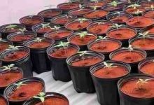 Civil descobre laboratório de maconha com cerca de 200 plantas em Blumenau