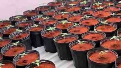Civil descobre laboratório de maconha com cerca de 200 plantas em Blumenau