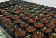 Quase 200 pés de maconha são encontrados em laboratório abastecido por 'gato' de energia em Blumenau