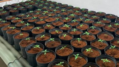 Quase 200 pés de maconha são encontrados em laboratório abastecido por 'gato' de energia em Blumenau