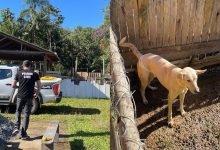 Casal é preso após polícia encontrar cerca de 30 cães e três gatos em situação de maus-tratos em Blumenau