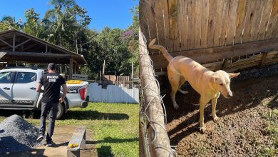 Casal é preso após polícia encontrar cerca de 30 cães e três gatos em situação de maus-tratos em Blumenau