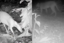 Câmeras revelam presença inédita de onça-parda e veado-do-mato em área de preservação de Blumenau
