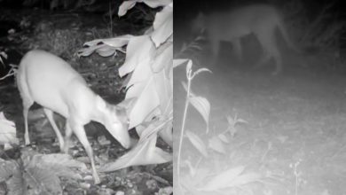 Câmeras revelam presença inédita de onça-parda e veado-do-mato em área de preservação de Blumenau
