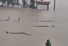 Quase 900 serpentes escapam após enchente na China; uma pessoa morreu após ataque