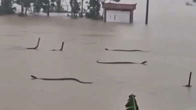 Quase 900 serpentes escapam após enchente na China; uma pessoa morreu após ataque