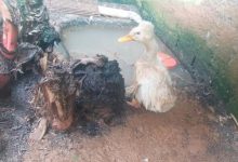 Ibama fecha zoológico clandestino em SC após encontrar 655 animais em condições precárias