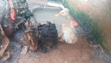 Ibama fecha zoológico clandestino em SC após encontrar 655 animais em condições precárias