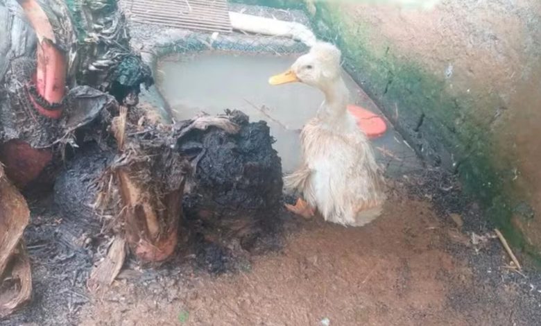 Ibama fecha zoológico clandestino em SC após encontrar 655 animais em condições precárias