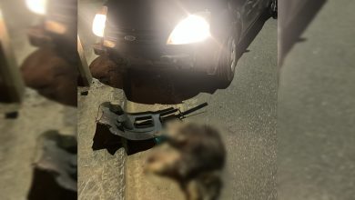 Em Timbó, motorista colide contra poste após tentar desviar de cães; um animal morreu