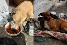 Após tutora ser internada, dois cães continuam esperando por ela no mesmo lugar em SC