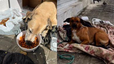 Após tutora ser internada, dois cães continuam esperando por ela no mesmo lugar em SC