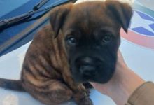 Homem agride filhote de cachorro, enfrenta policiais e foge após jogar animal no lixo em SC