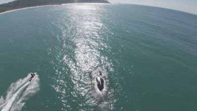 Crime ambiental: motos aquáticas perseguem baleia-franca com filhote em SC