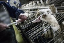Brasil proíbe produção e venda de alimentos obtidos por alimentação forçada de animais