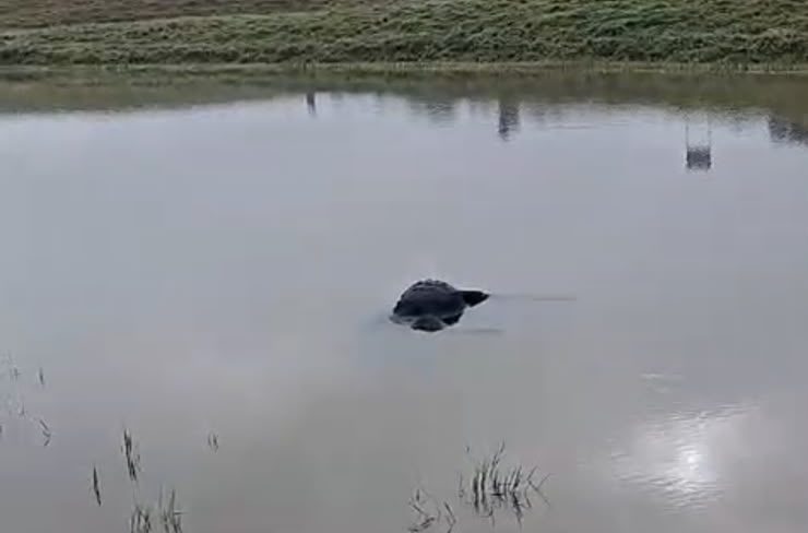 Após matar cabritos e seis bois, pitbulls seguem aterrorizando propriedade rural em Indaial
